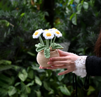 Cute Daisy Plant Pot – Handmade Desk Decor